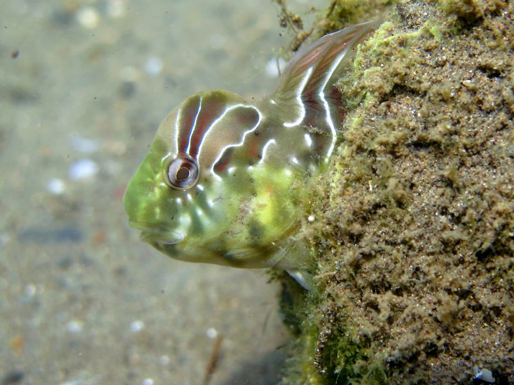 Blennidi